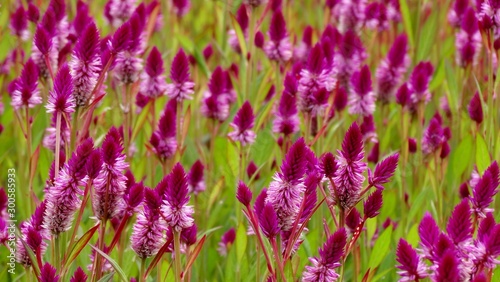 Beautiful purple feather cockscomb flowers blossom in the field. Feather cockscomb flower is know as Celosia, a small genus of edible and ornamental plants.