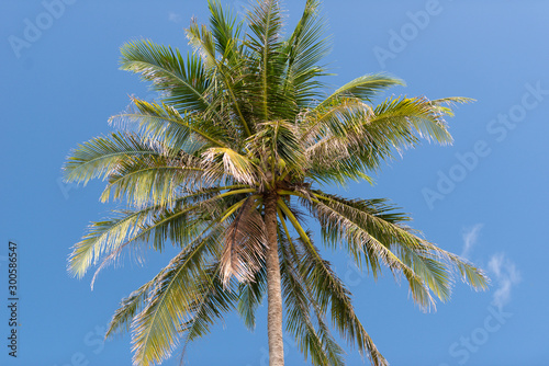 Coconut palm tree against the blue sky