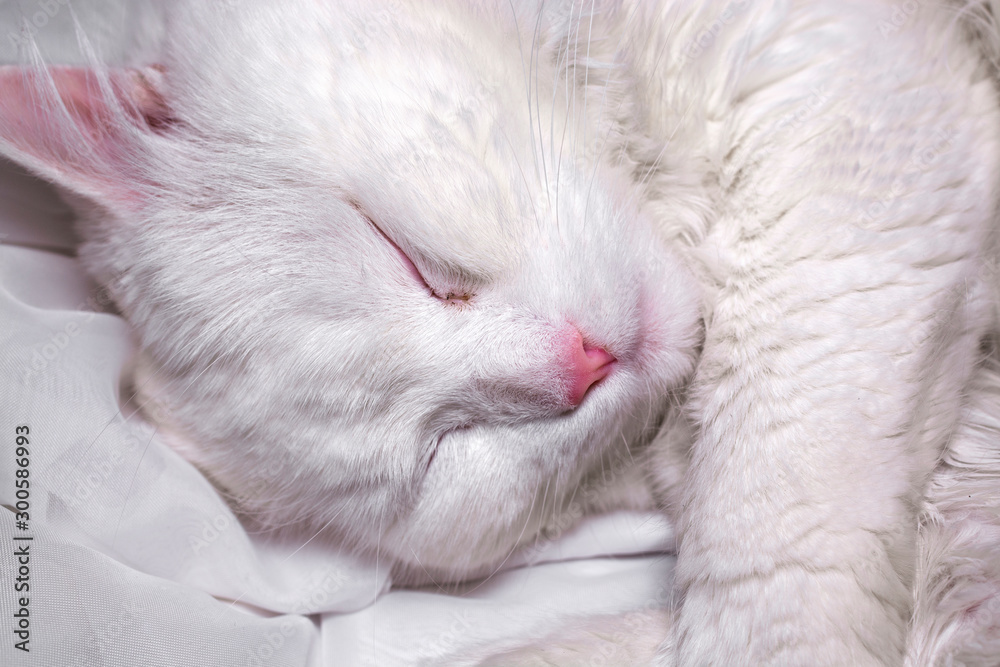 Portrait of a sleeping white cat Portrait of a sleeping white cat