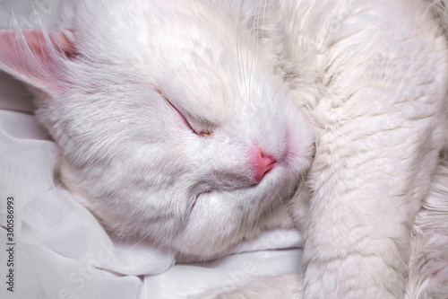 Portrait of a sleeping white cat
