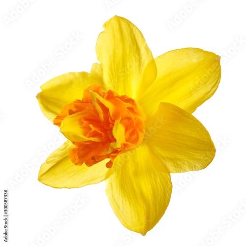 Bright yellow-orange daffodil flower isolated on white background.