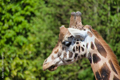 Photography giraffe in the zoo