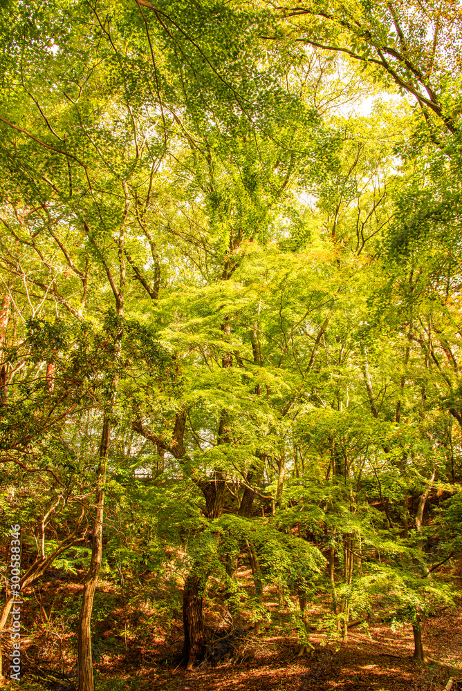 神戸・市立森林植物園　初秋の風景
