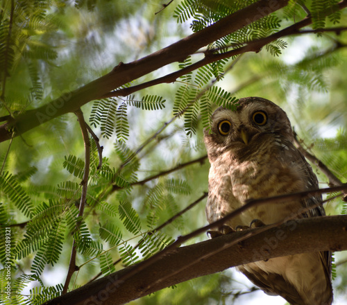 owl on branch photo