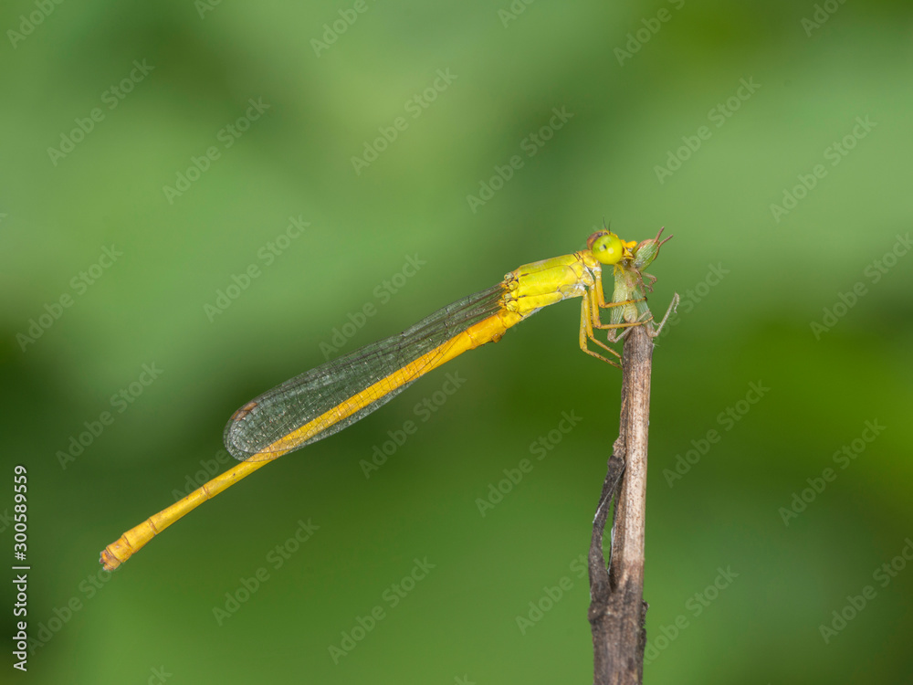 Coromandal marsh dart, Damselfly, Ceriagrion coromandelianum, Mumbai, Maharashtra, India Coromandal marsh dart, Damselfly, Ceriagrion coromandelianum, Mumbai, Maharashtra, India