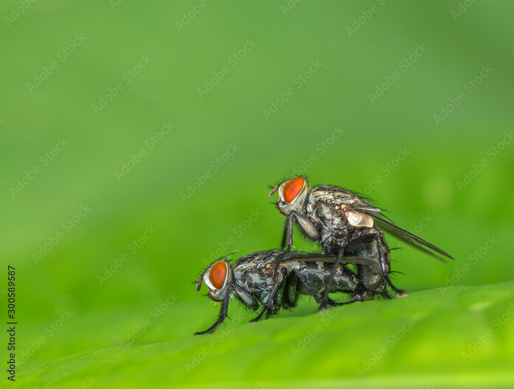 Naklejka premium Housefly mating, Mumbai, Maharashtra, India