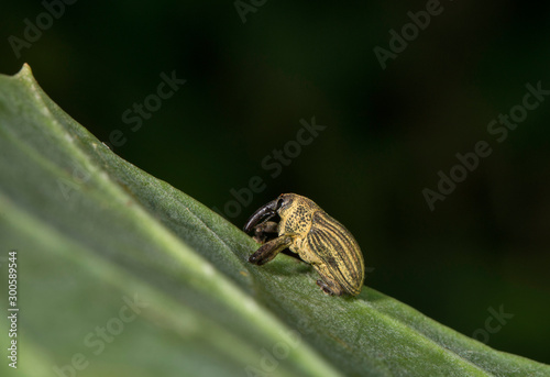 Elephant Weevil, Orthorhinus cylindrirostris, Mumbai, Maharashtra, India photo