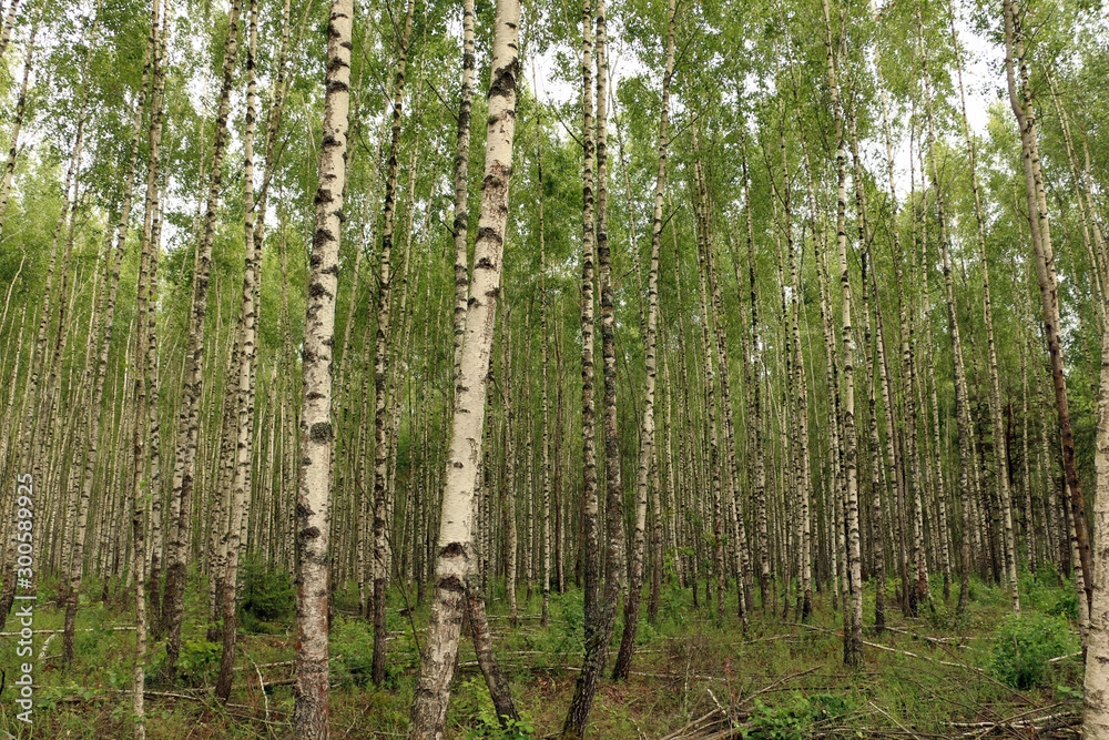 Fototapeta premium Summer day in a birch grove