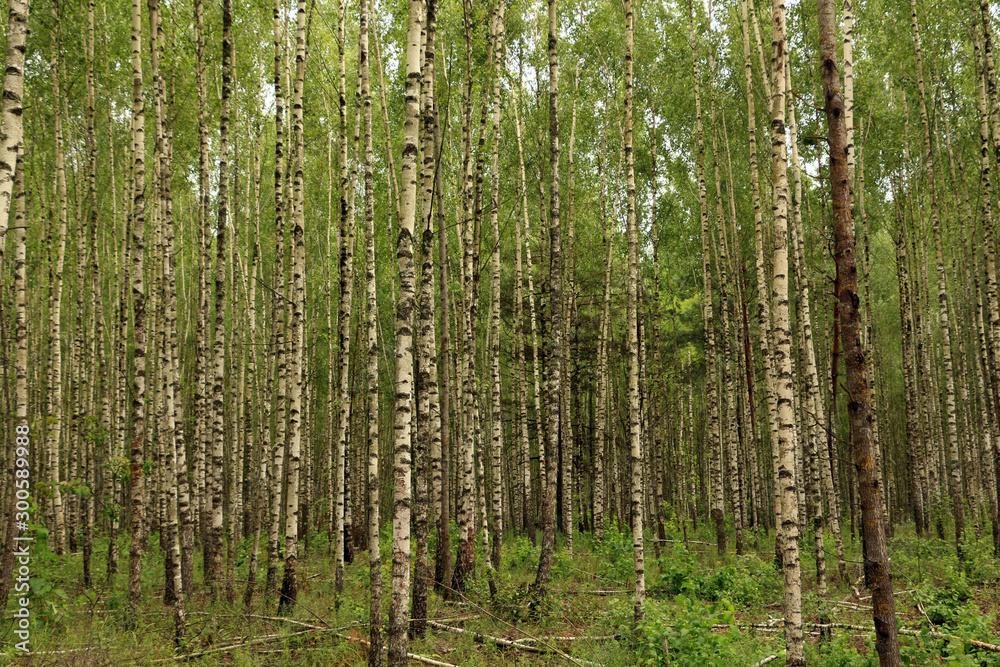 Summer day in a birch grove