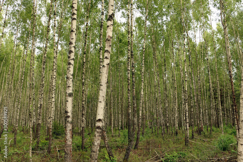 Summer day in a birch grove