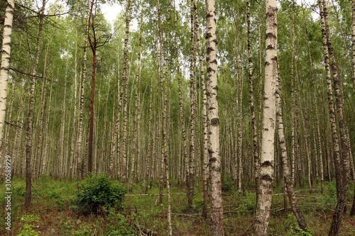 Fototapeta Naklejka Na Ścianę i Meble -  Summer day in a birch grove