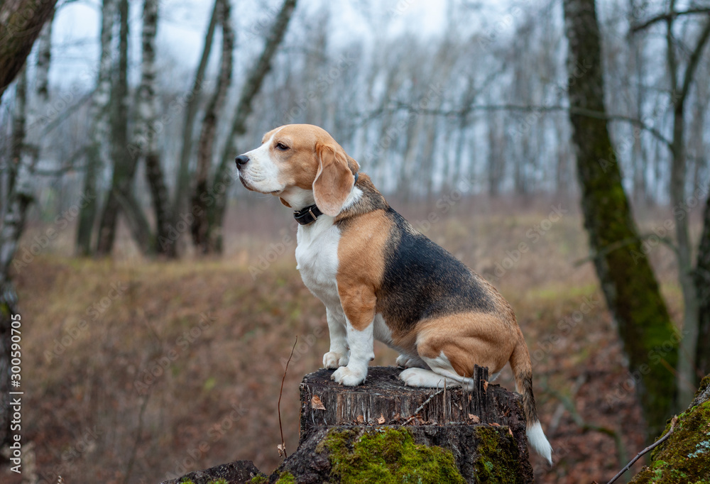 dog breed Beagle funny sitting on a stump in the autumn Park
