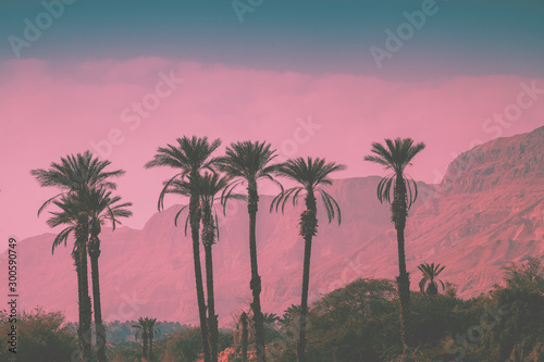 A row of tropic palm trees against mountains. Silhouette of tall palm trees. Tropic evening landscape. Beautiful tropical nature