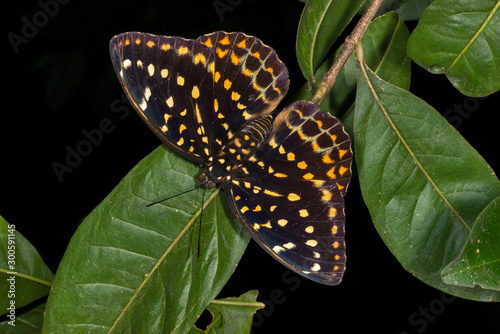 Dark Archduke, Butterfly, Lexias dirtea, Garo hills, Meghalaya, India photo