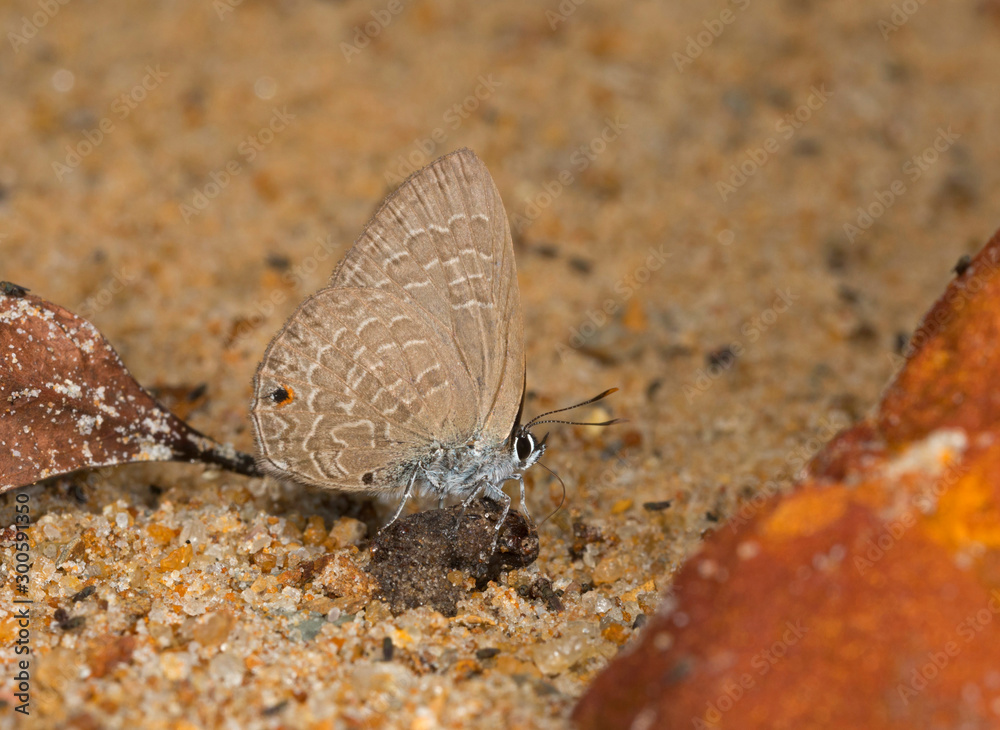 Fototapeta premium Common Ciliate Blue, Anthene emolus, Butterfly, Meghalaya, India