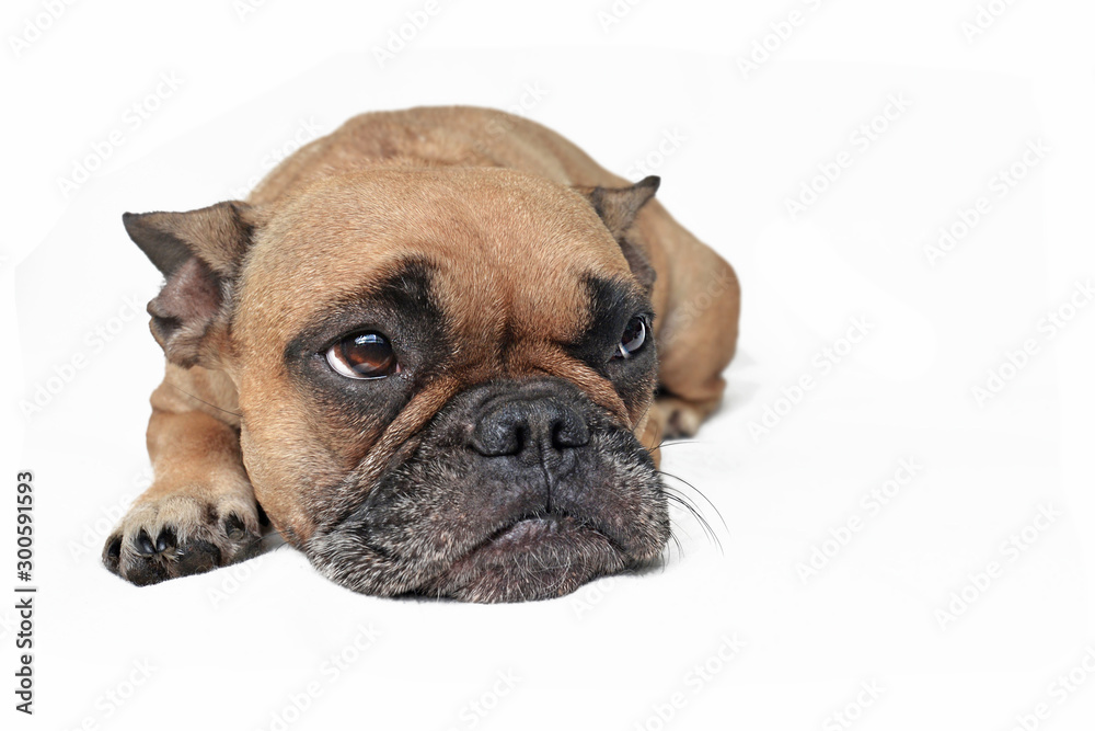 Sad brown French Bulldog dog with ears laid back lying on white ground