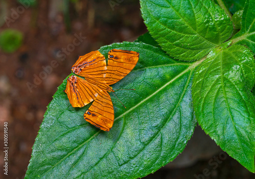 Common maplet, Chersonesia risa, Butterfly, Garo Hills, Meghalaya, India photo