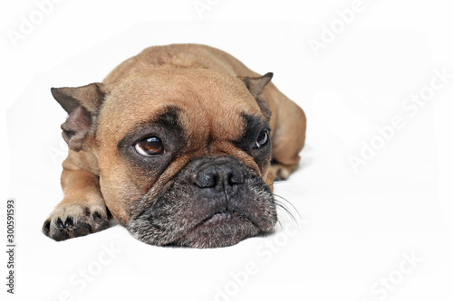 Sad brown French Bulldog dog with ears laid back lying on white ground