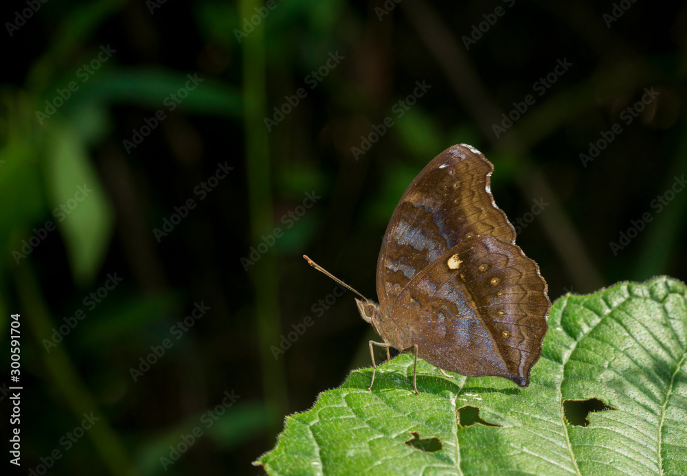 Obraz premium Chocholate Pansy, Junonia iphita, Butterfly, Garo hills, meghalaya, India