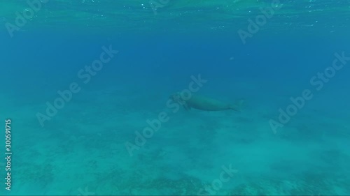 Wallpaper Mural Dugong (sea cow) swims in the sea. Torontodigital.ca