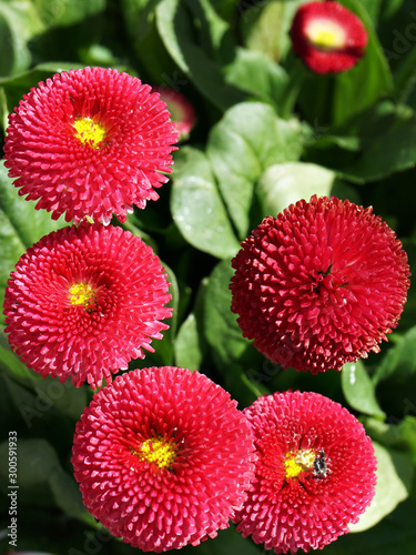 Colorful beautiful flowers in garden  © soniagoncalves