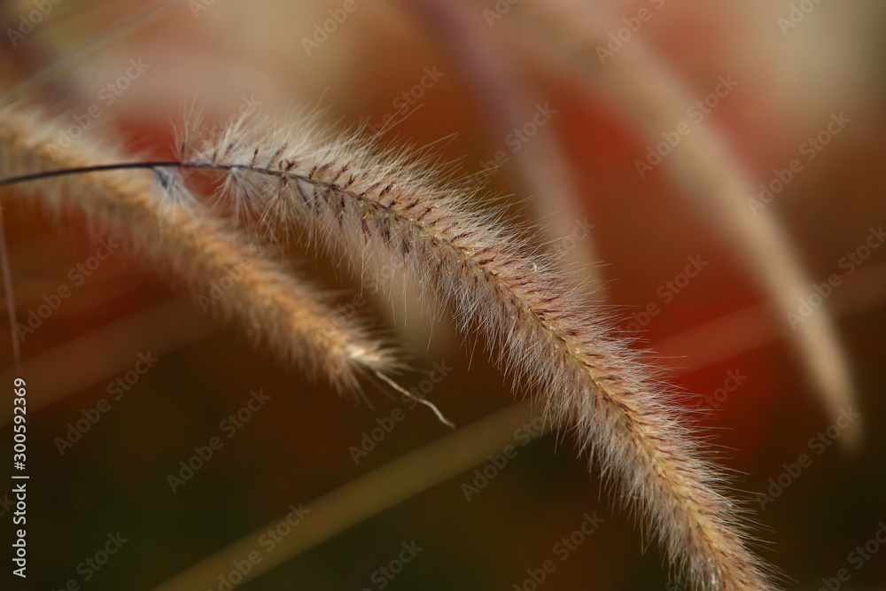 Exclusive image of soft fluffy fur grass at sunset.The stem with a long pile is isolated on a colorful abstract background.Woolly plant close-up.Illustration.Wallpaper Exclusive image of soft fluffy fur grass at sunset.The stem with a long pile is isolated on a colorful abstract background.Woolly plant close-up.Illustration.Wallpaper