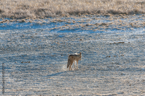 Two side-striped Jackal -Canis Adustus- hunting for prey in Etosha National Park, Namibia. © Goldilock Project