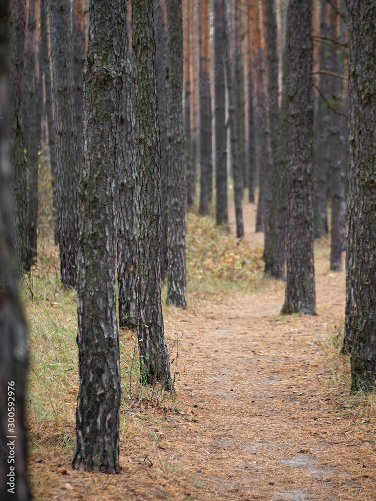 Naklejka premium Pine forest. slender tree trunks in the autumn forest