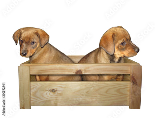 The two beige puppies in a wooden box. White background. Isolated.