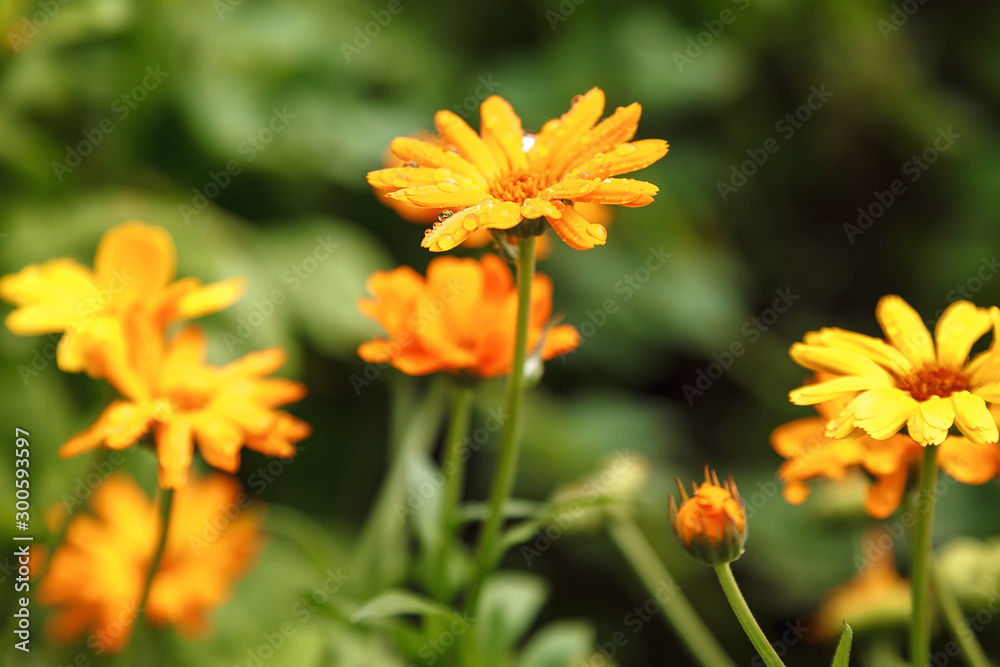 Fresh marigold flowers on a background of orchard Fresh marigold flowers on a background of orchard