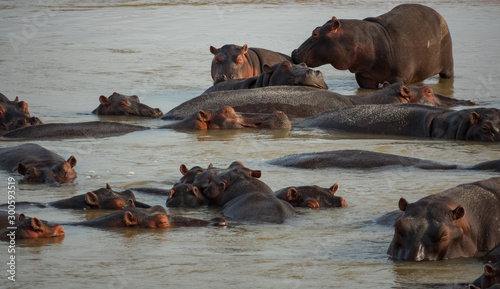 Large family of hippos in the water