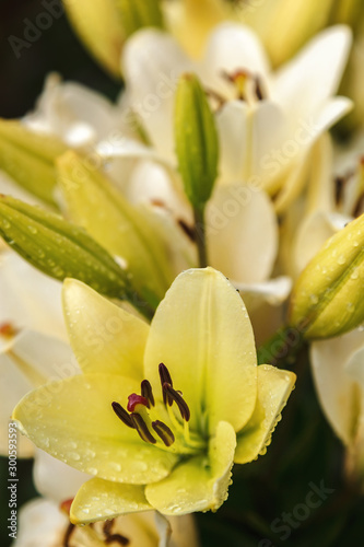 Fresh lily flowers in the garden