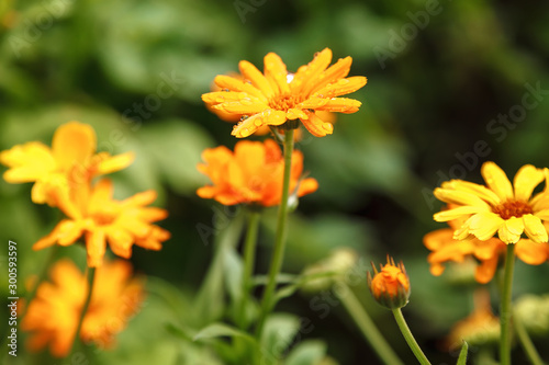 Fresh marigold flowers on a background of orchard