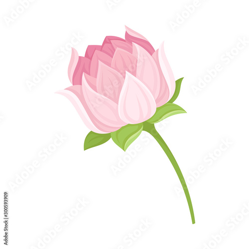 Semi-closed Waterlily Bud With Pink Petals and Floral Stem Vector Illustration