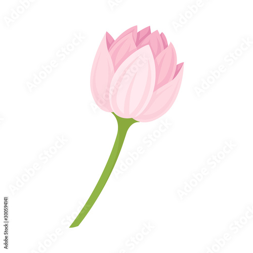 Semi-closed Waterlily Bud With Pink Petals and Floral Stem Vector Illustration
