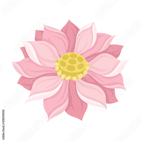 Waterlily Scaled Pink Flower With Petals Vector Illustration