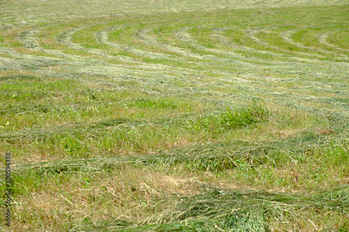 Hay on a meadow after mowing on a sunny day. Meadow grass with a stripped pattern cut. © Andris Tkachenko