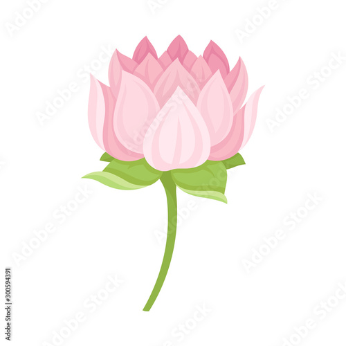 Semi-closed Waterlily Bud With Pink Petals and Floral Stem Vector Illustration