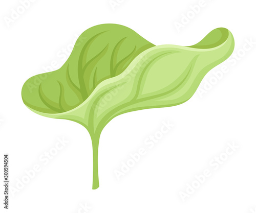 Waterlily Sepal With Leaf Venetion Flower Part Vector Illustration