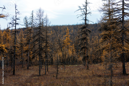 Siberian larch taiga in the fall.