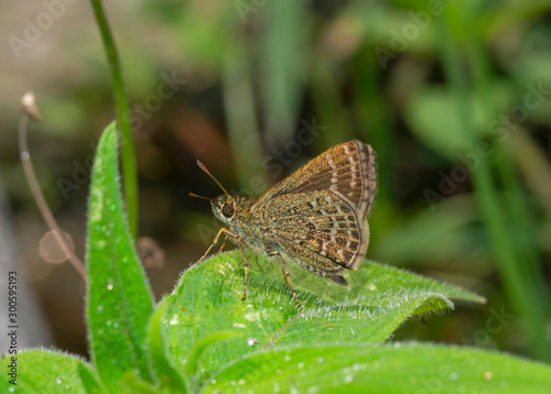 Veined Scrub Hopper, Aeromachus stigmata, Butterfly, Sikkim, India