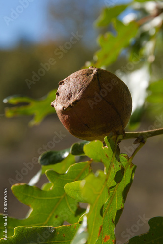Oak gall oak branch 