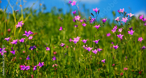 wiese mit glockenblumen