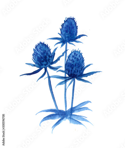 Watercolor blue flower Eryngium maritimum, Feverweed botanical hand drawn illustration on white background, floral design for wedding invitation, cosmetic, greeting card, beauty salon, medicine plant.