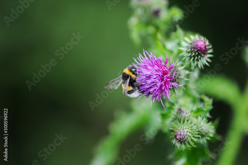 Bumble Bee on flower