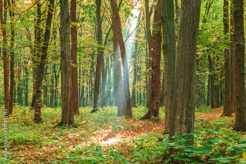 Fototapeta Naklejka Na Ścianę i Meble -  Autumn green forest on a clear sunny day