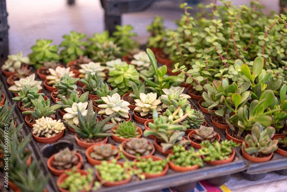 miniature desert succulent plants