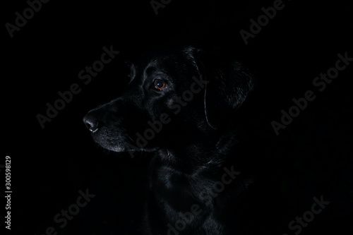 Black Labrador Profile