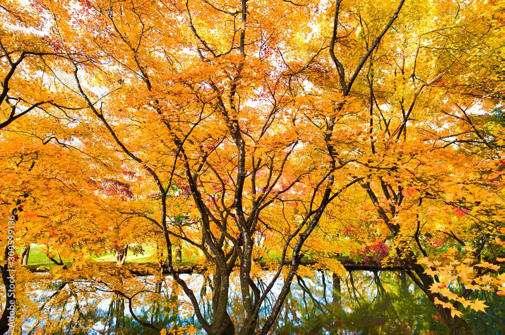 清水公園の紅葉 清水公園の紅葉