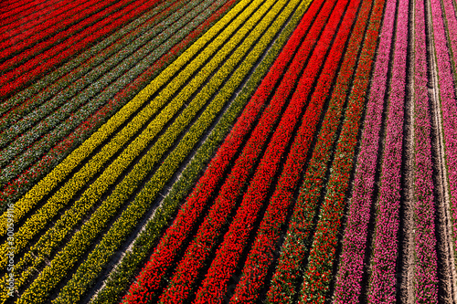 Aerial view of the tulip fields in North Holland , The Netherlands